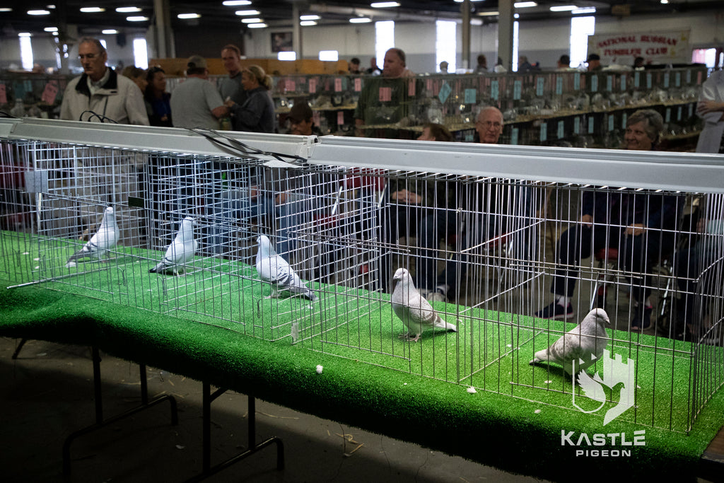 National Young Bird Pigeon Show