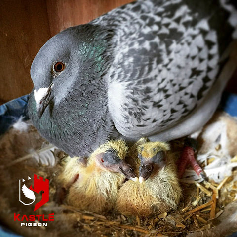 mother baby pigeons