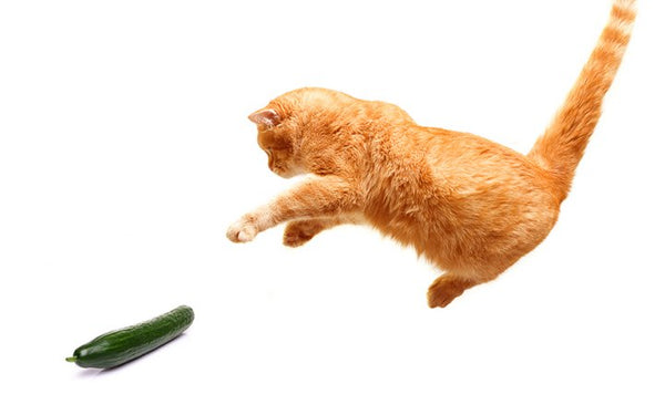 cat vs. cucuumber