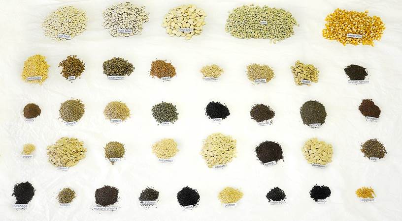 HEIRLOOMVEGETABLESEEDKIT1