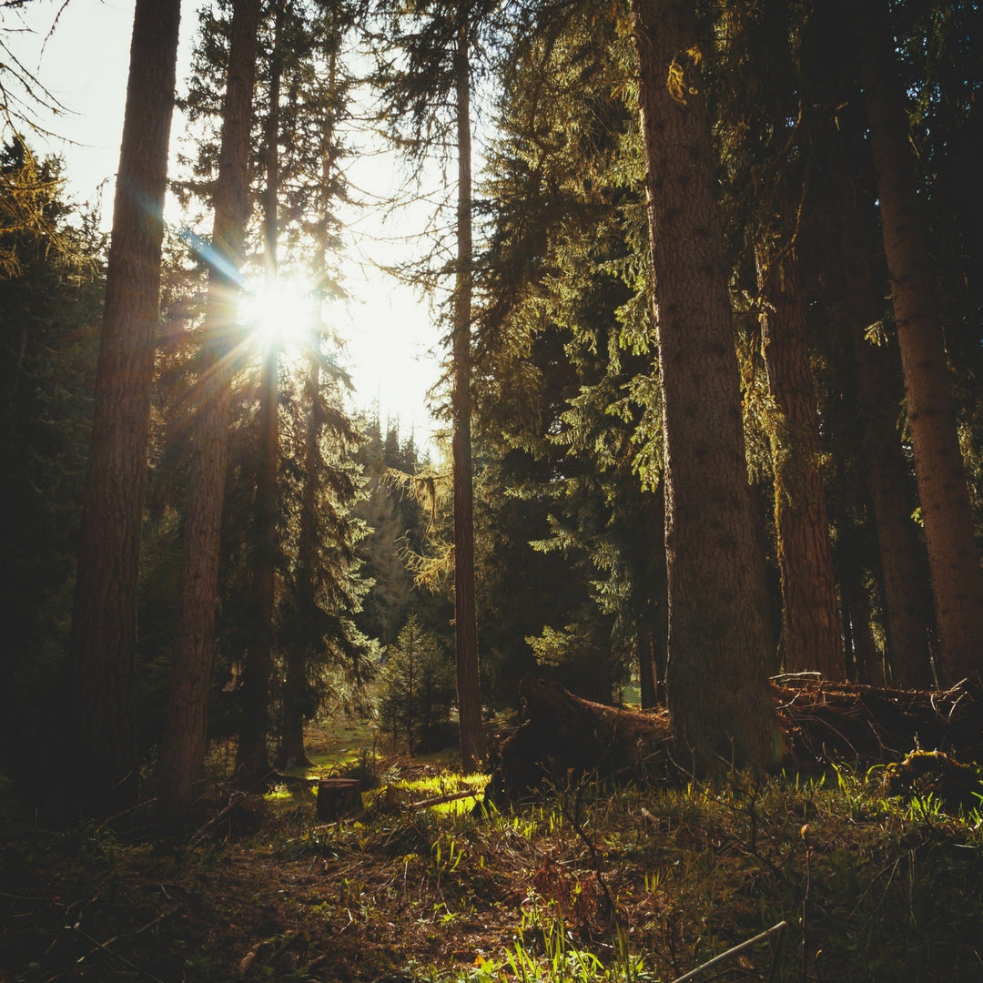 Couché de soleil en forêt