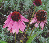 purple coneflower embroidery