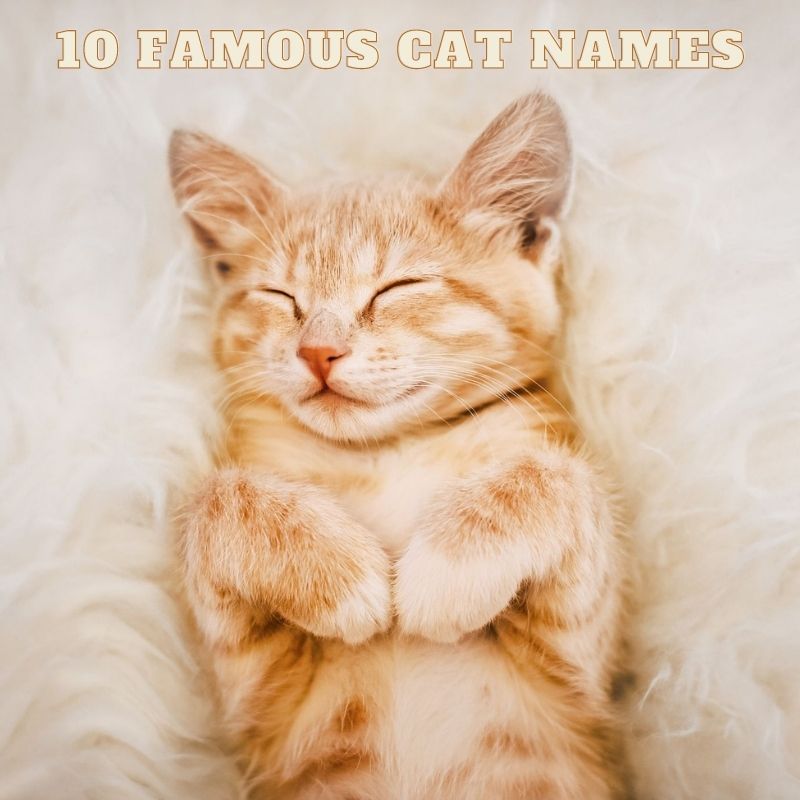 Famous Cat Names : Top 10 Most Famous Cat Names In History : If your cat's name will be up in lights someday, you'd better pick something noteworthy.