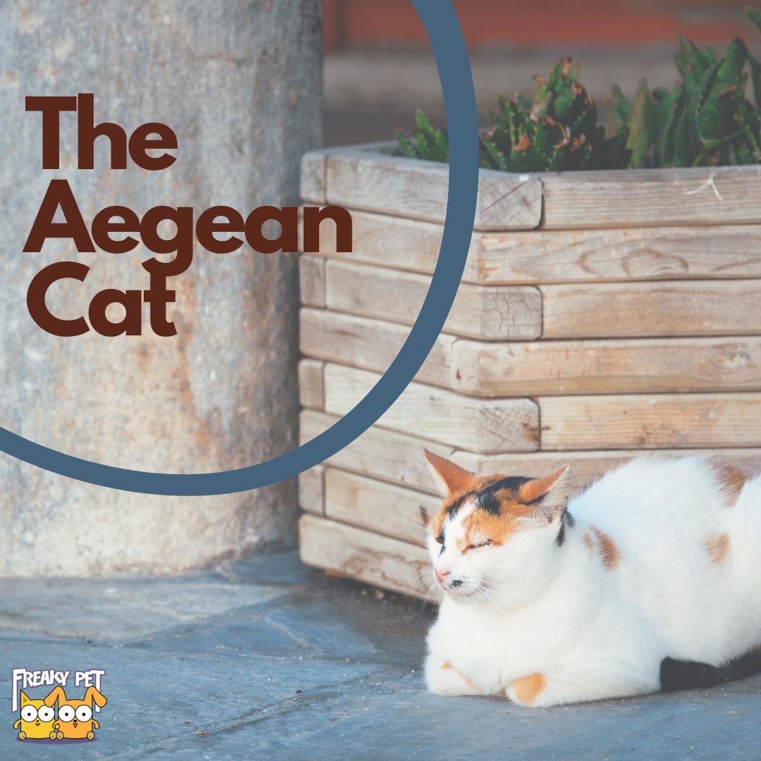 All You Need to Know About the Aegean Cat - FreakyPet