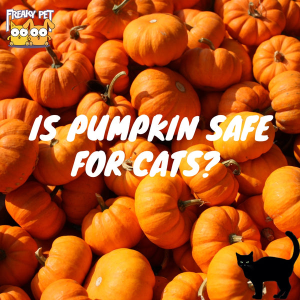 Is Pumpkin Safe for Cats? - FreakyPet