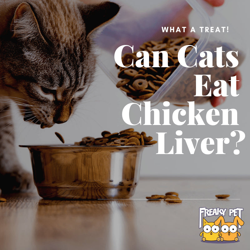 Can Cats Eat Chicken Liver? - FreakyPet