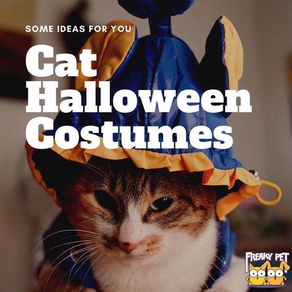 Meowloween! Cat Costume Inspiration Needed - FreakyPet