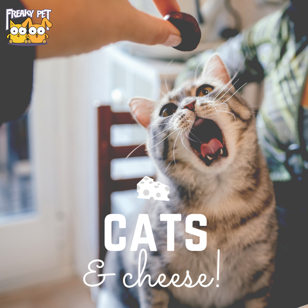 Can Cats Eat Cheese? - FreakyPet