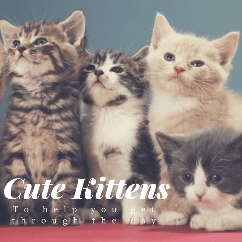 Cute Kittens For Days Freakypet