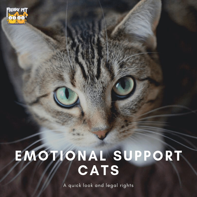 emotional support animal cats