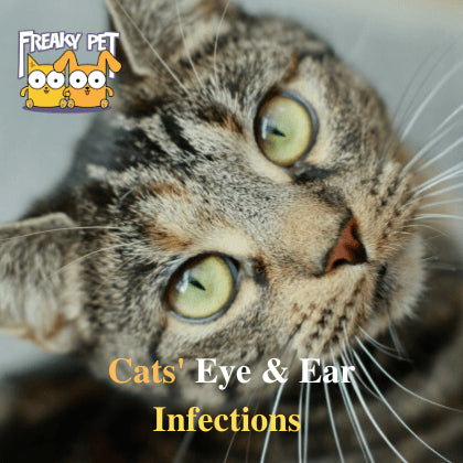 Cats Eye Ear Infections Freakypet