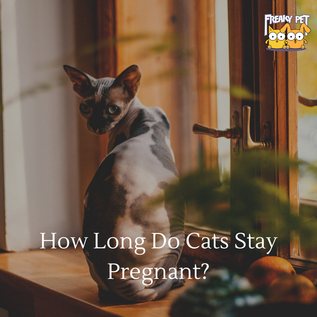 how many days does a cat stay pregnant