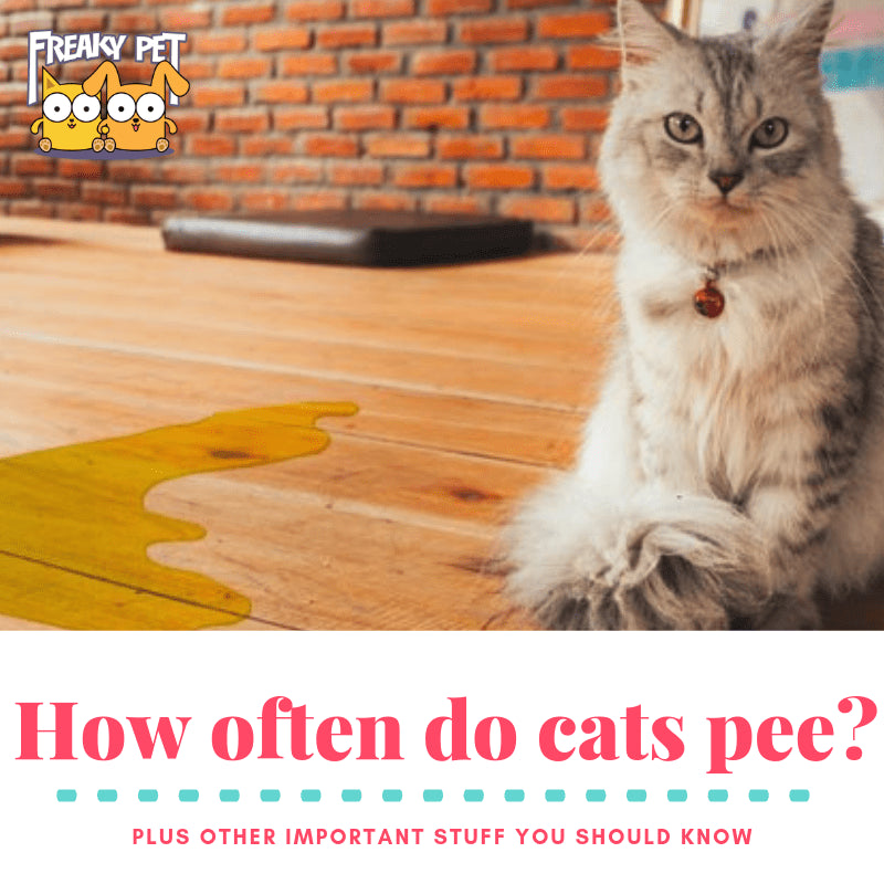 how often should a cat pee