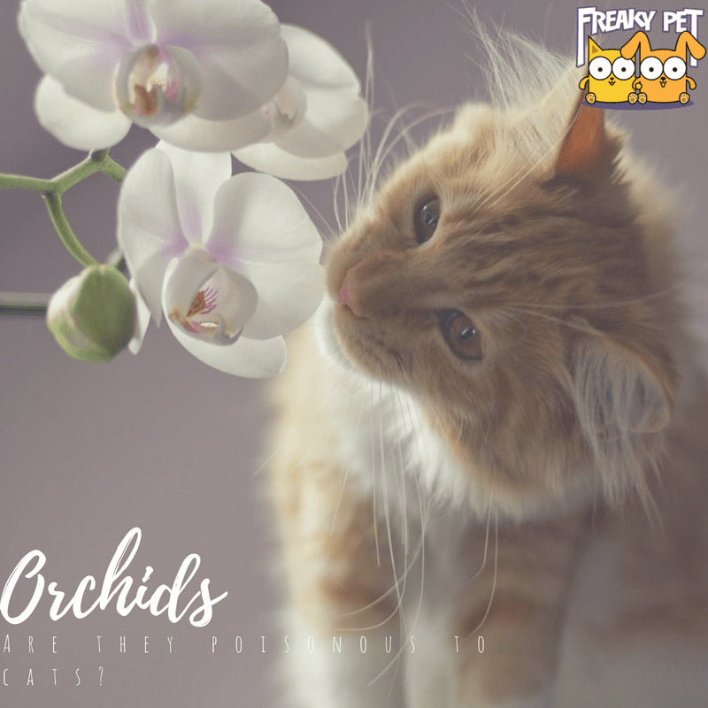 are orchids poisonous to cats and dogs