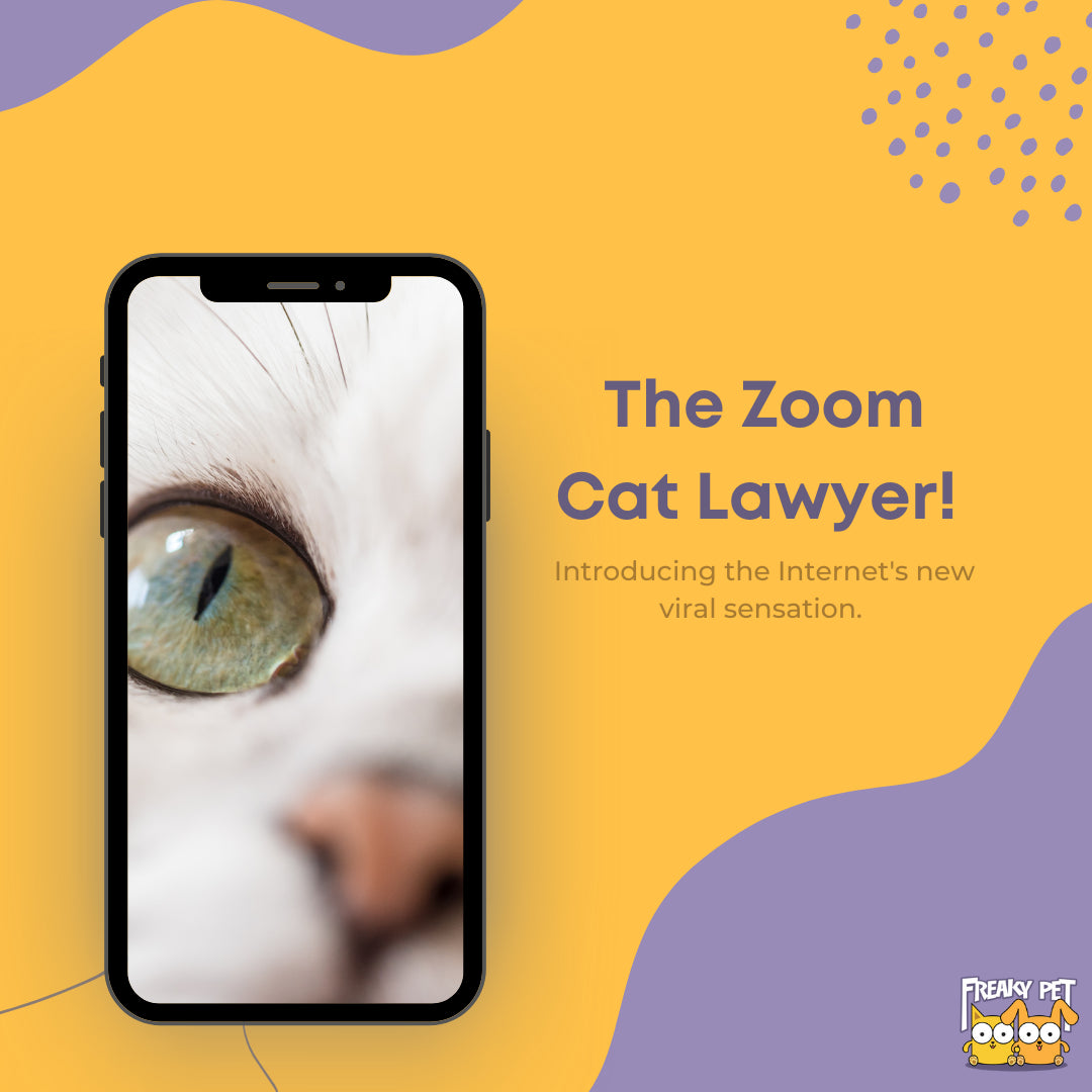 Internet Gold The Zoom Cat Lawyer Freakypet