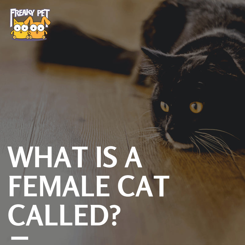 What Is A Female Cat Called? - FreakyPet