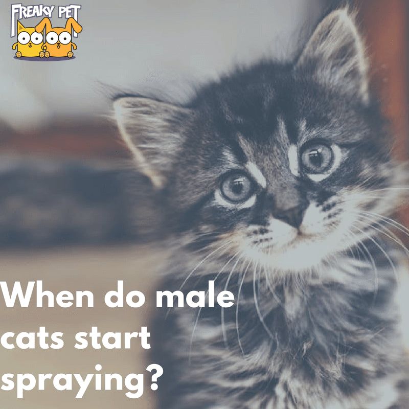 desexed male cat spraying