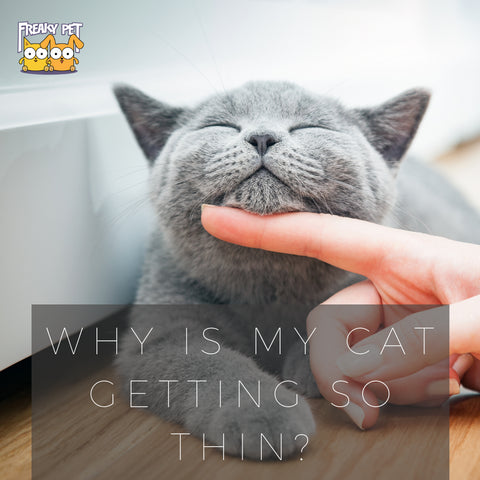 Why is My Cat Getting So Thin? - FreakyPet