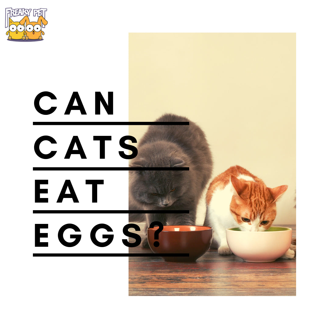 Can Cats Eat Eggs? - FreakyPet