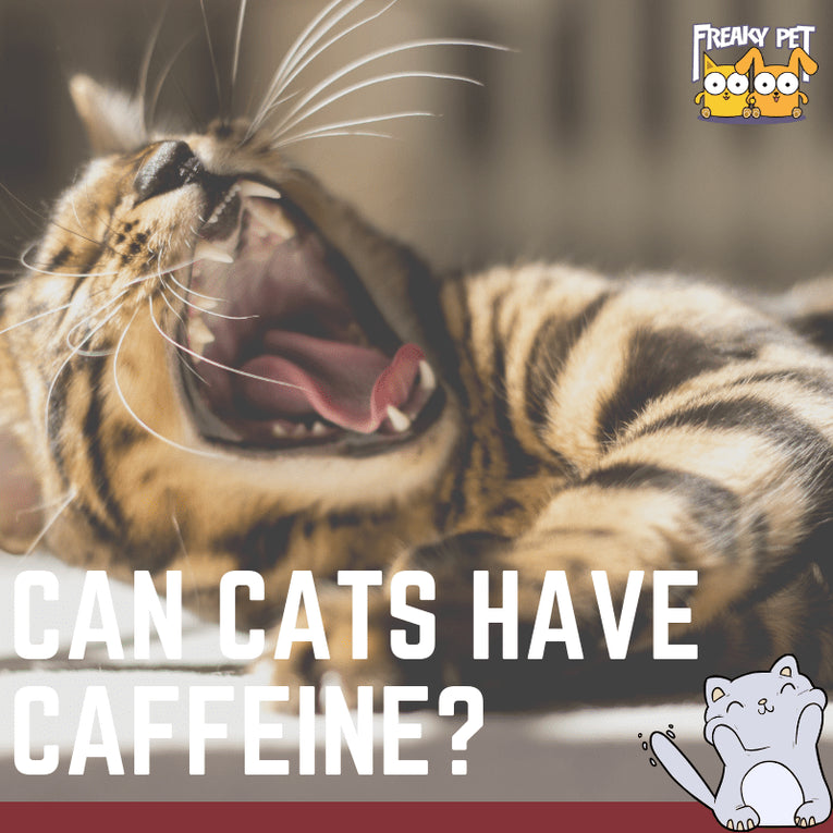 Can Cats Have Caffeine or Is it Unsafe - FreakyPet