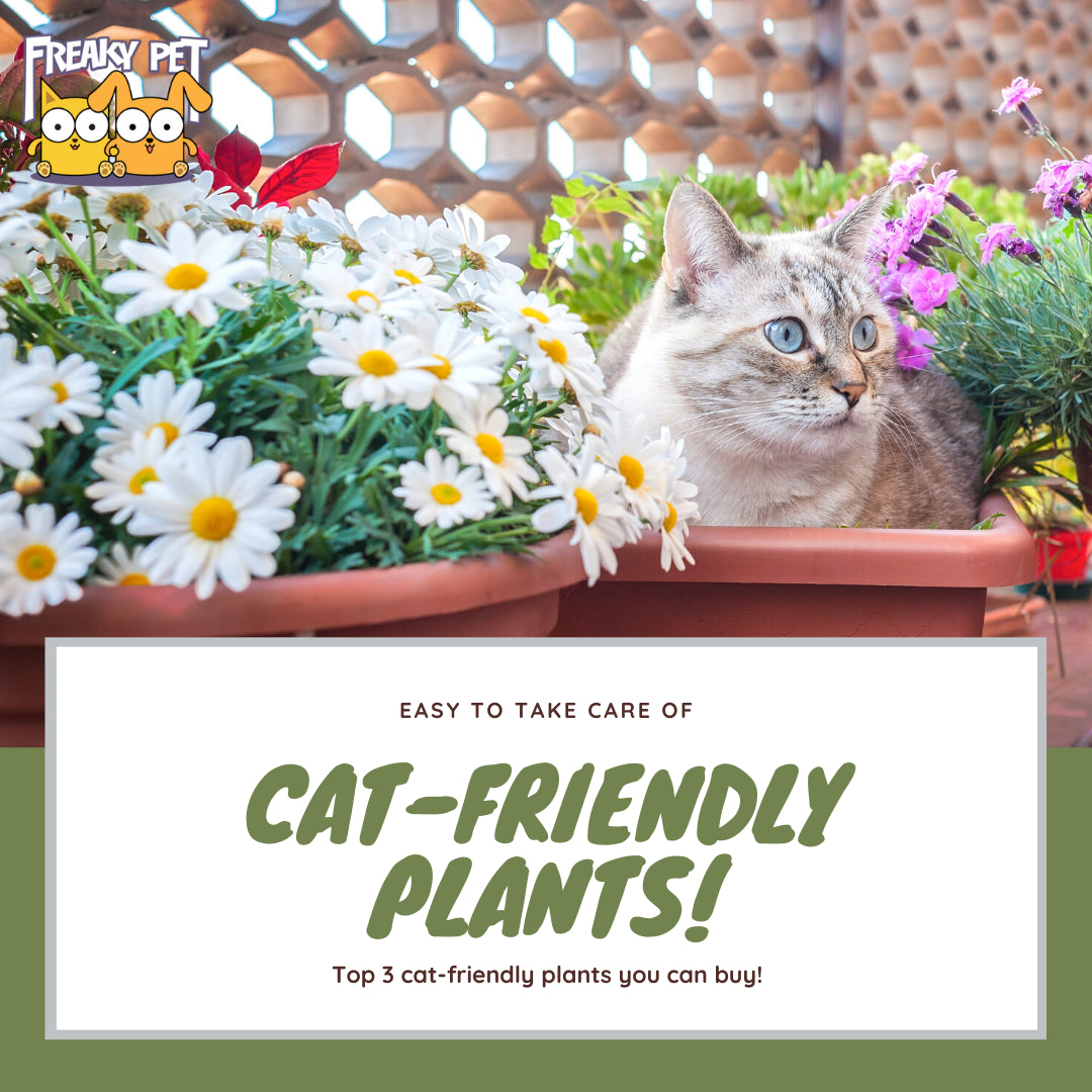 3 Cat-friendly Plants - FreakyPet