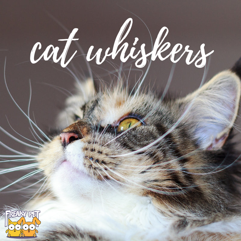 whiskers kitty cat shop