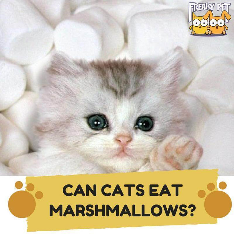 Kan Katter Spise Marshmallows?