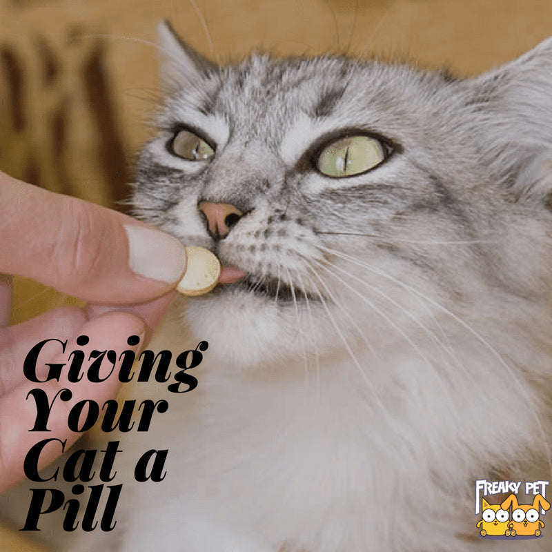 how to give your cat a pill funny