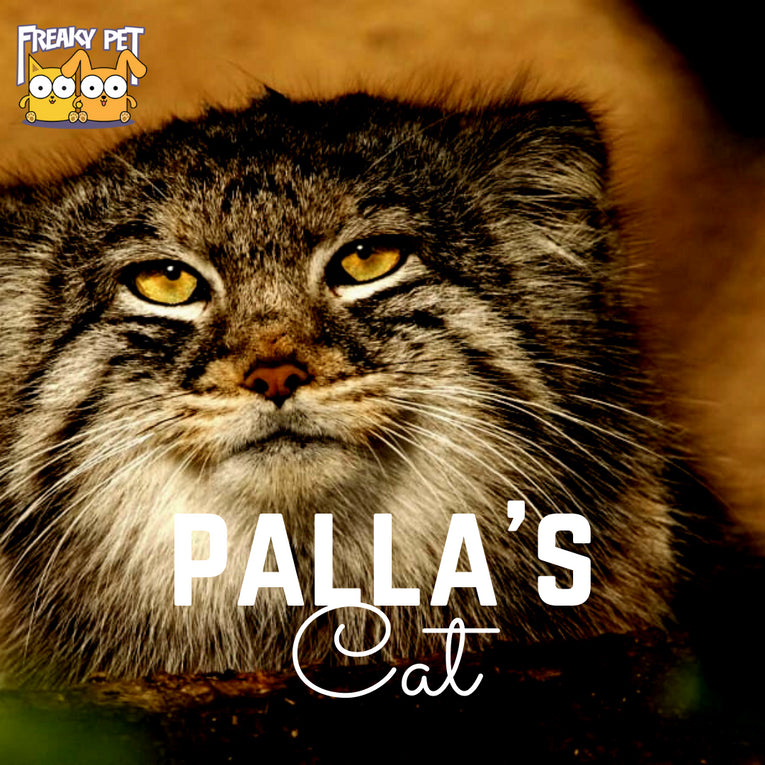 Pallas's cat: A Quick Peek - FreakyPet