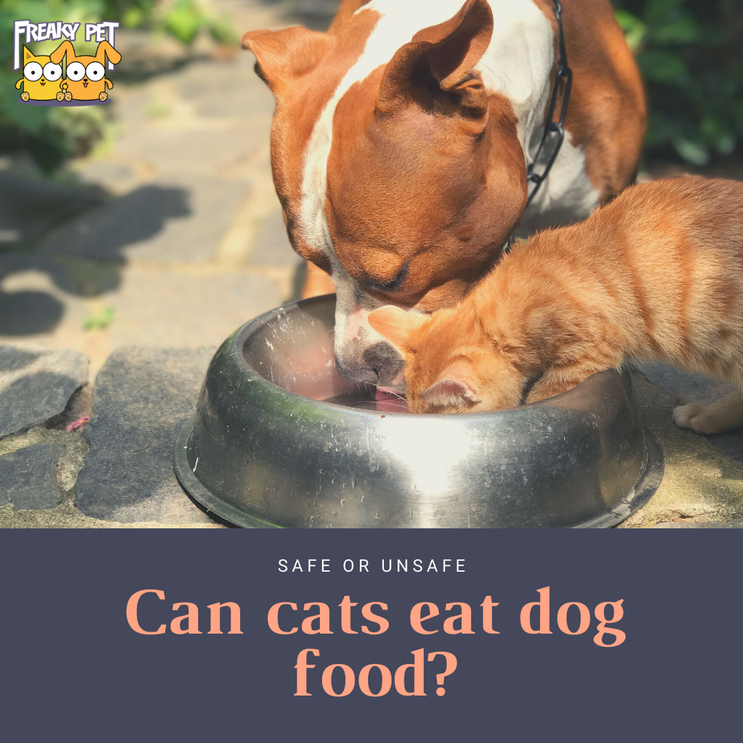 dog food safe for cats