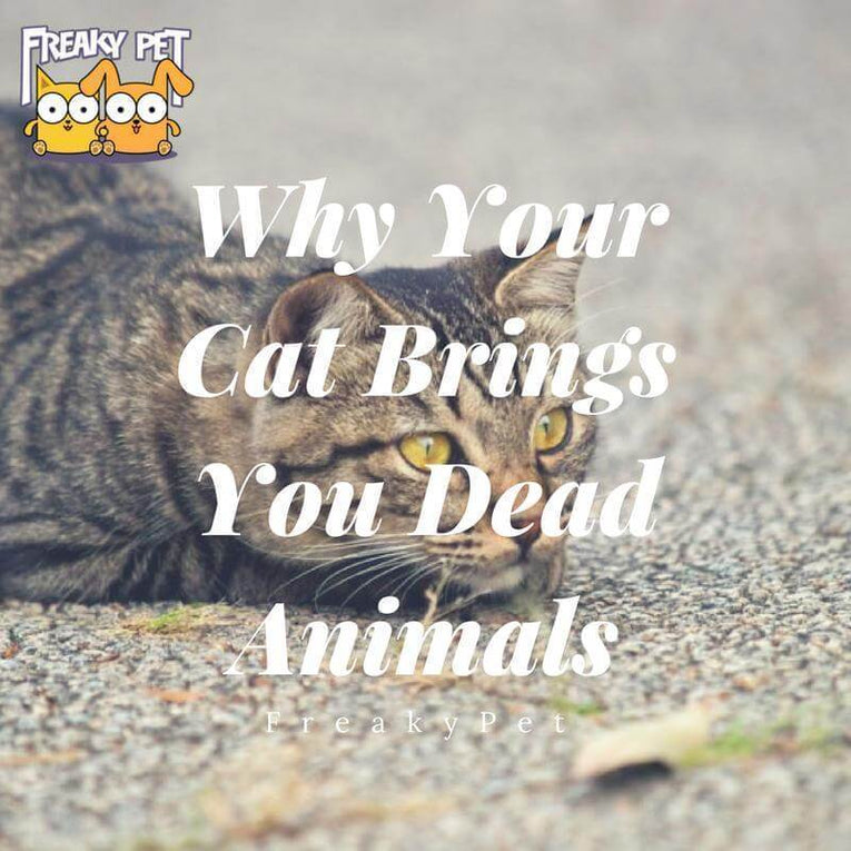 Why Your Cat Brings You Dead Animals FreakyPet