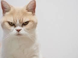 Why Cats Don T Like Sneezes Freakypet