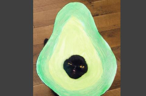 Can Cats Eat Avocados? - FreakyPet