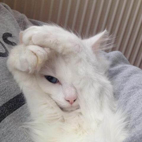 The Top Cat Names In 2018 Freakypet