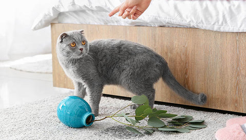 Why Do Cats Knock Things Over Freakypet