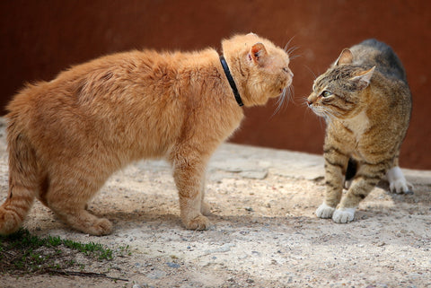 male cat marking in house