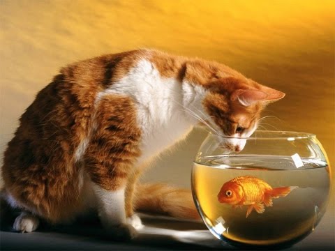 cats love fish