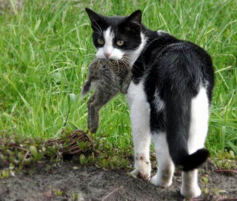32 Best Pictures Why Do Cats Bring You Dead Animals - Iheartcats Com Facebook