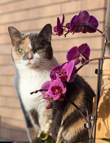 are orchids poisonous to cats and dogs