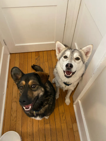 Two spirited Paw of the North Rescue begging for more treats