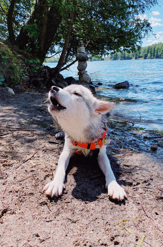 Alaskan Malamute mix rescue dog singing at the lake with joy