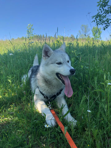 Alaskan Malamute mixed breed rescue dogs frolicking in the field 