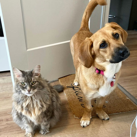 Ruby the grumpy cat with little sister Maeve the rescue dog