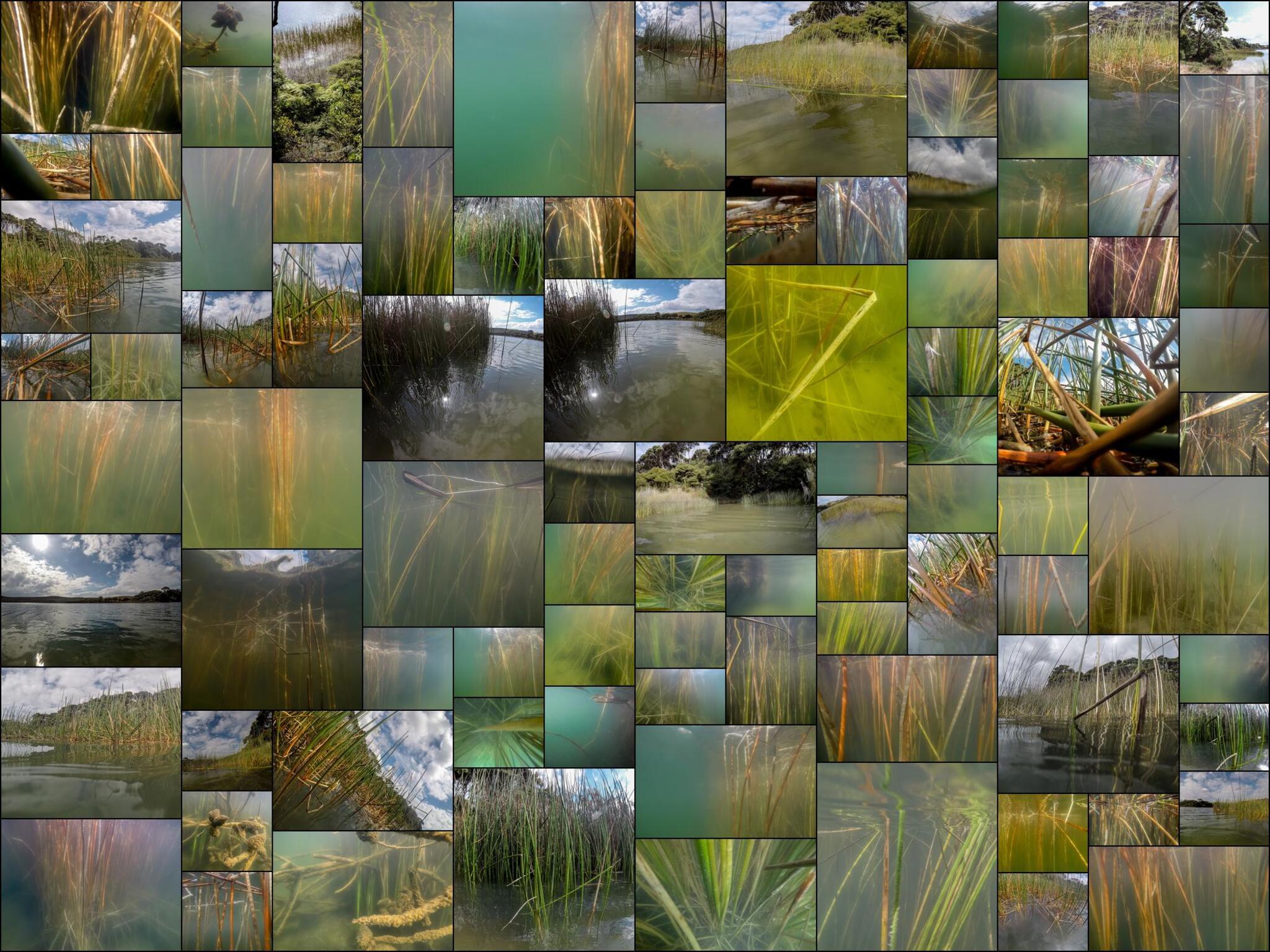 Underwater Ghost Reeds