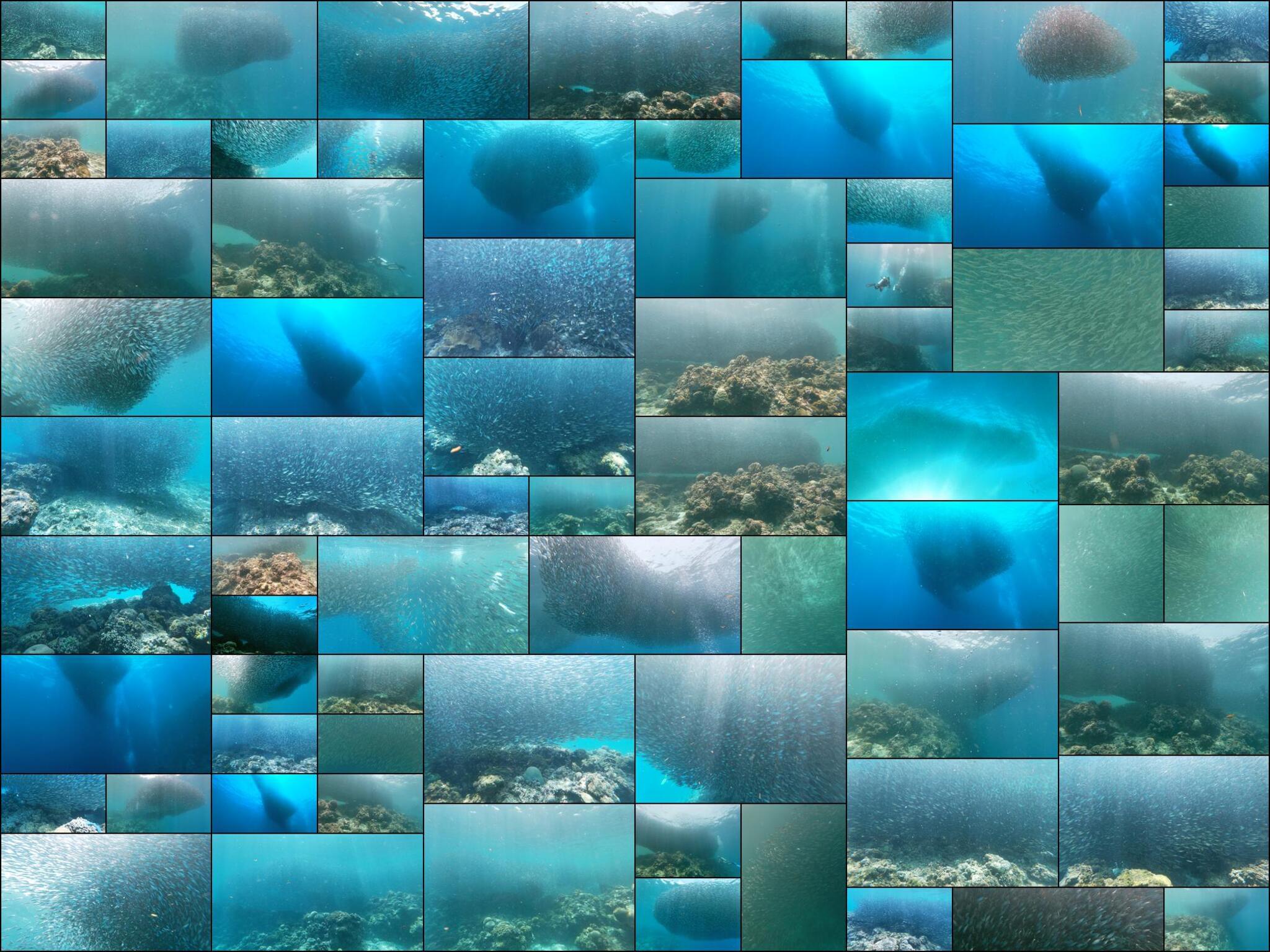 Sardines Fish Clouds