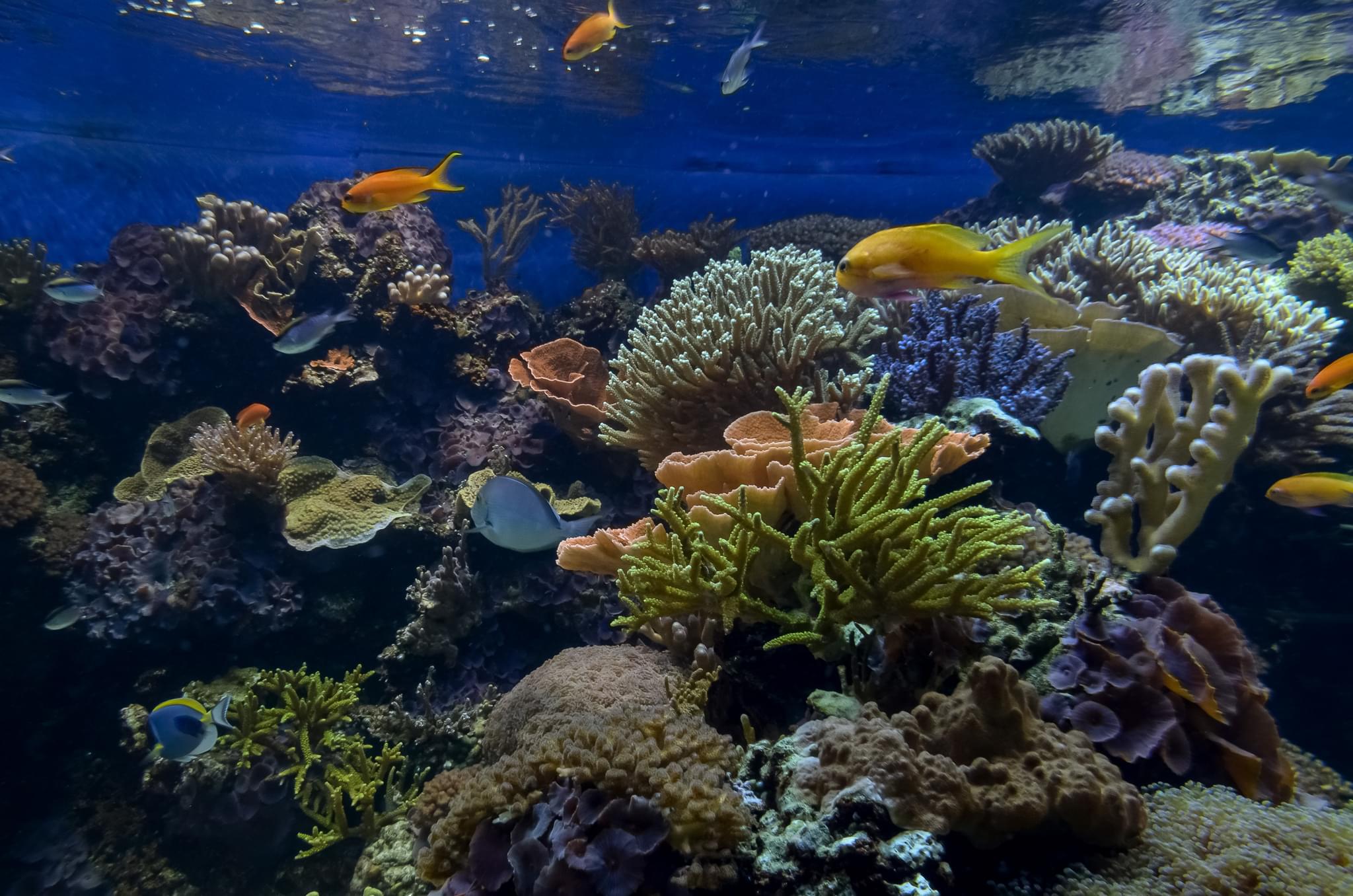 Aquatic Life