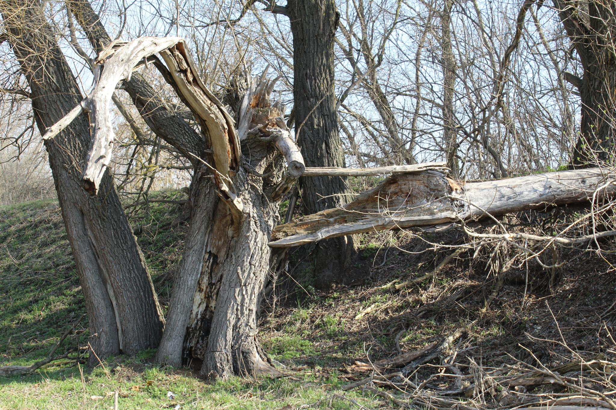 Cut Down and Broken Off Trees
