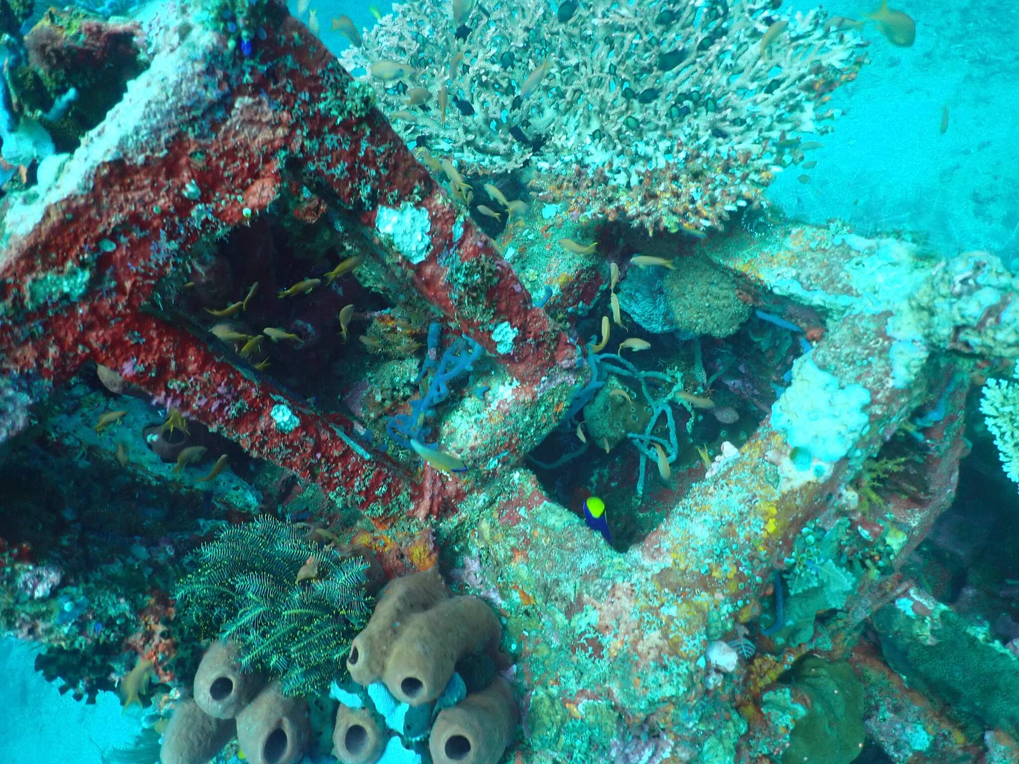 Coral Pyramid Structures