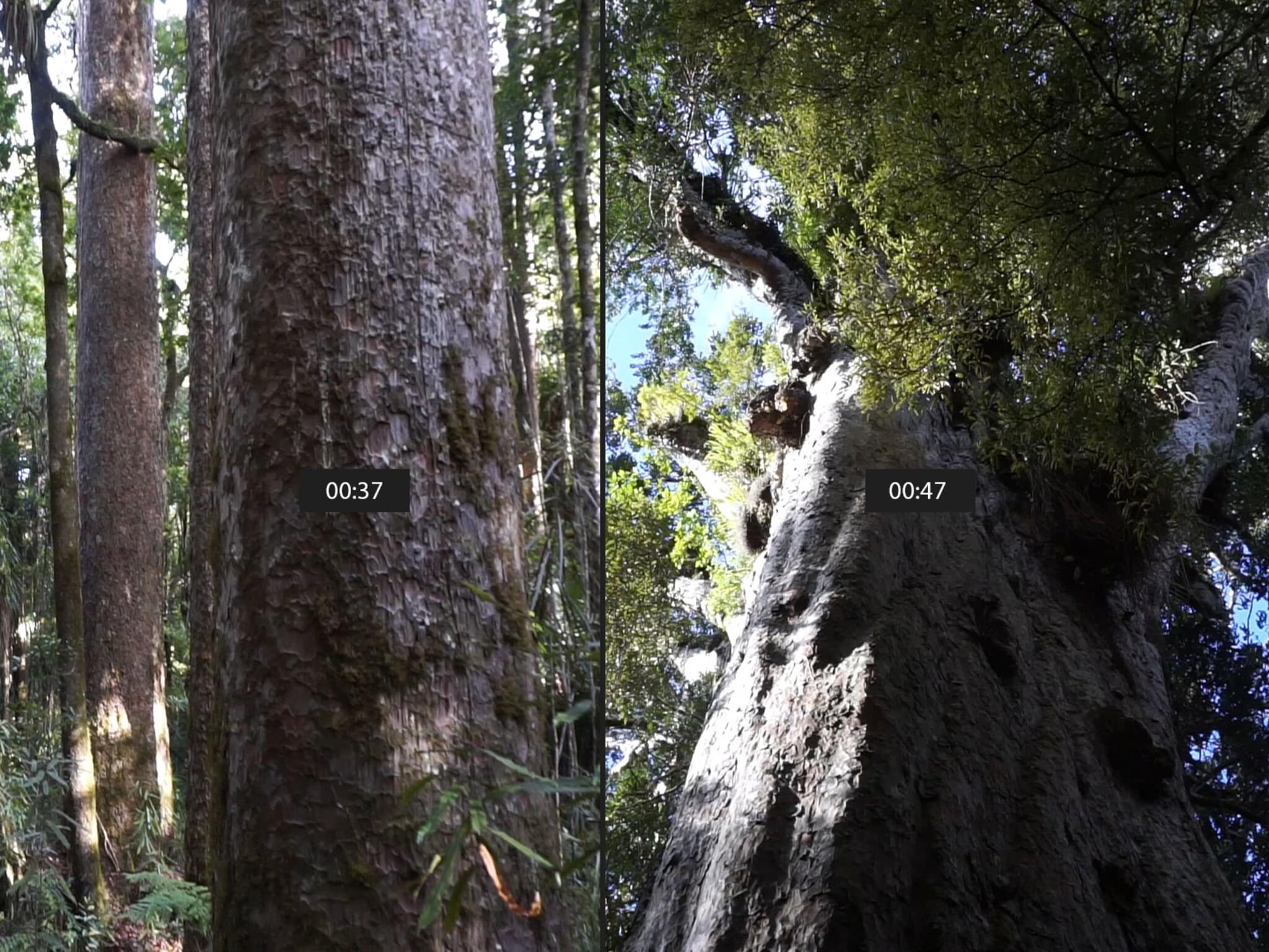 Giant Kauri Trees Forest