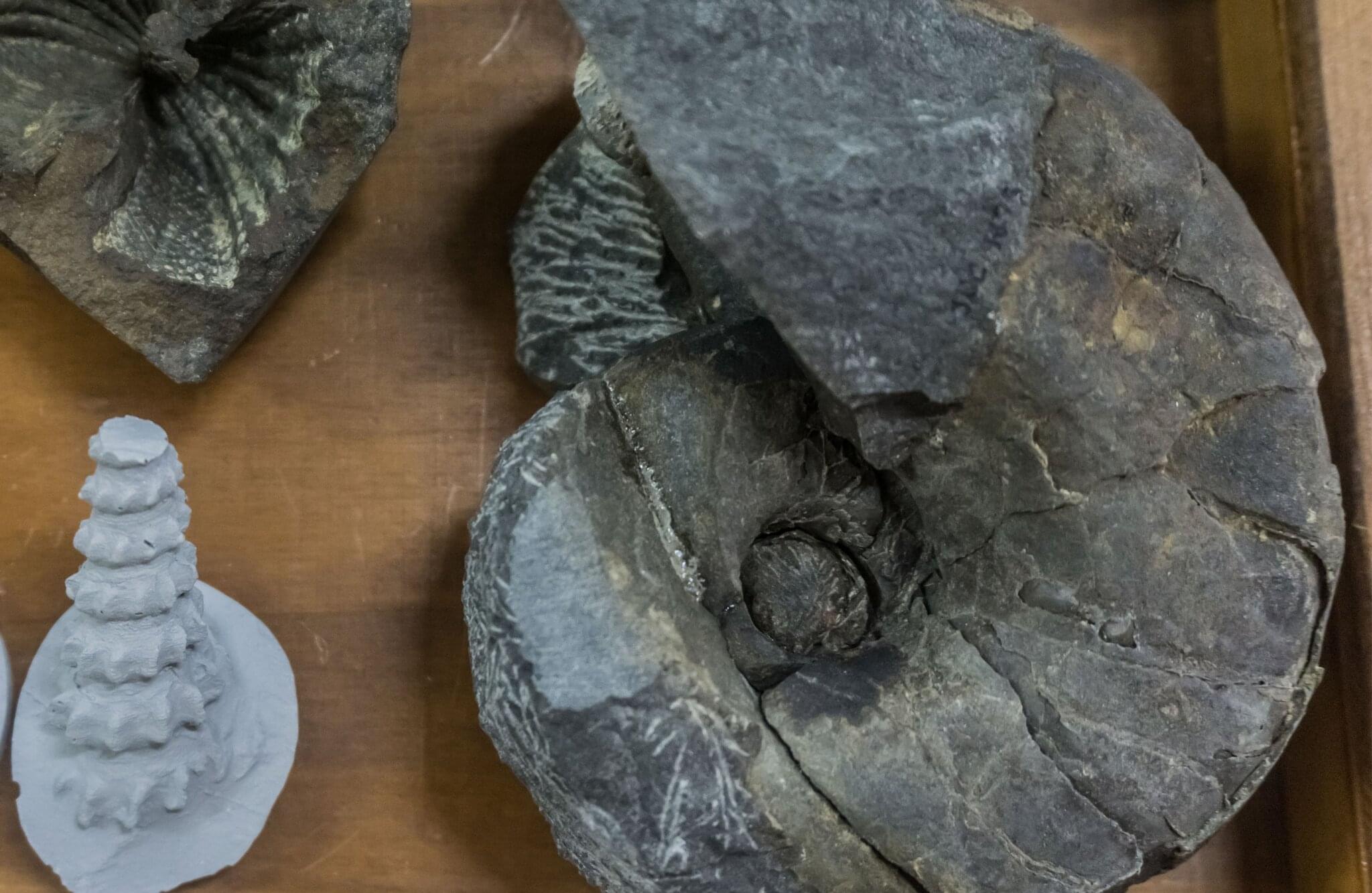 Prehistoric Sea-Life Fossils